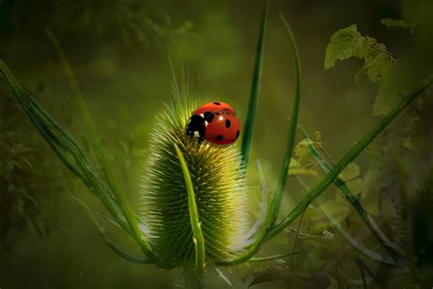 Insect Macro Wallpaper - Resolution:2400x1600 - ID:1216960 - wallha.com