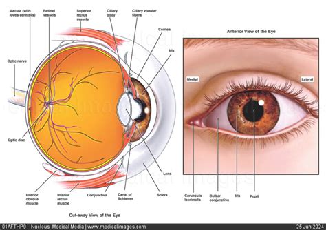 STOCK IMAGE, illustration of internal and external eye anatomy cornea iris lens retina sclera ...