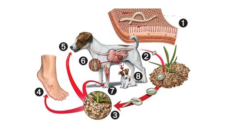 Can Humans Get Hookworms From Dogs