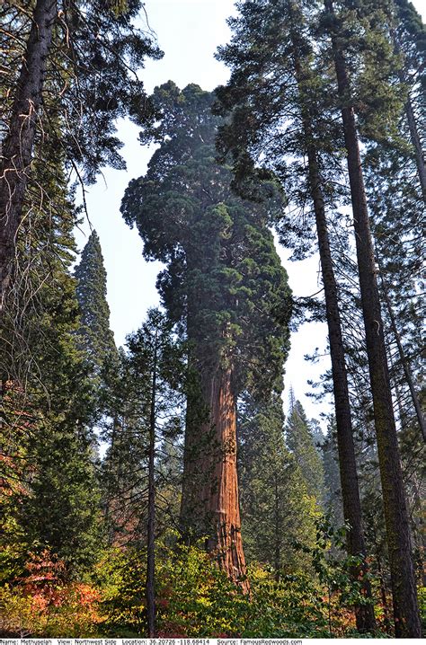 Methuselah Tree - Famous Redwoods