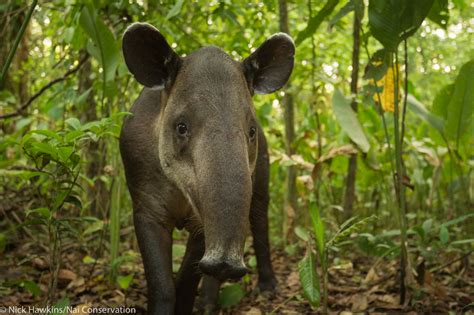 New Study Helps Improve Roadmap Essential To Baird’s Tapir Conservation - Global Wildlife ...