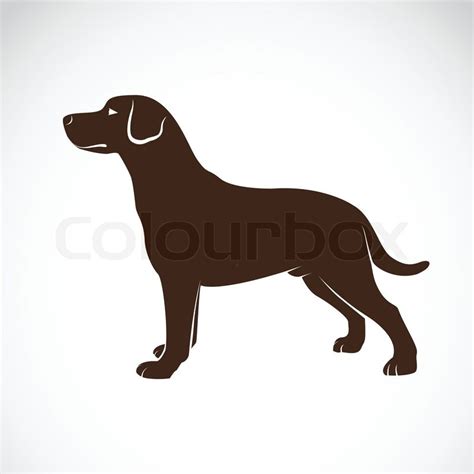 Vector image of an dog labrador on ... | Stock vector | Colourbox