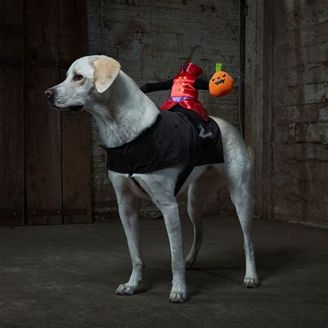 The Best Scary Dog Costumes for Halloween | BeChewy