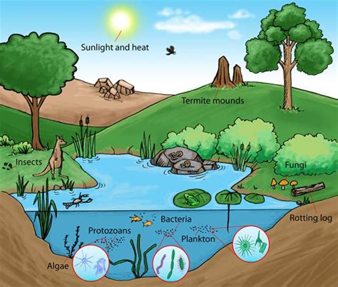 Ecology - Abiotic & Biotic VOCABULARY - ACA Grade 8 Science