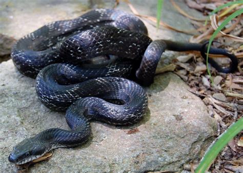 June 25, 2012 - Black Rat Snake Sightings | Johns Creek, GA Patch