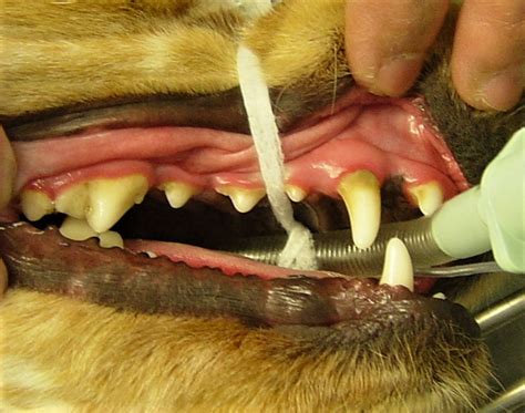 What Does Gingivitis Look Like In Dogs