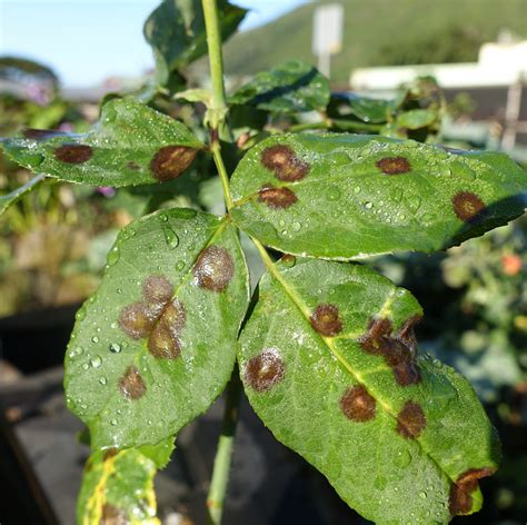 Identify and Control Black Spot