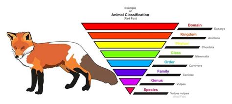 Animal Classification: The Complete Guide