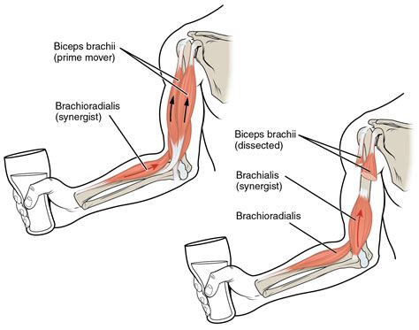 Diagram And Label The Biceps And Triceps