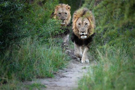 Africa’s Best Wildlife Photography Locations and When to Visit Them | PetaPixel