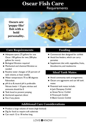 How to Care for Oscar Fish: Everything You Need to Know | LoveToKnow Pets