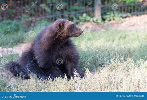 Grizzly Bear Cub Sitting on a Grassy Field Stock Photo - Image of family, fauna: 167187670