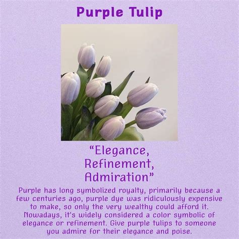 purple tulip meaning | Tulips meaning, Purple tulips, Flower meanings