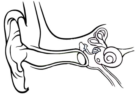 Anatomy Of The Ear Coloring Worksheet Answer Key - Human Anatomy