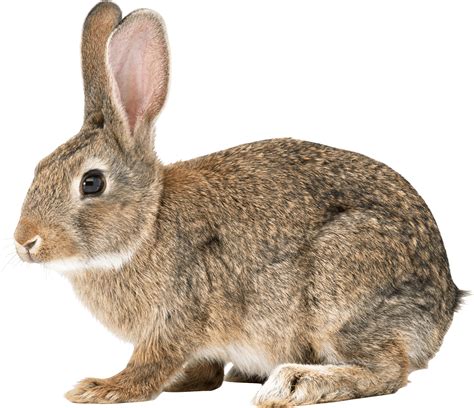 Rabbit PNG Images Transparent Free Download