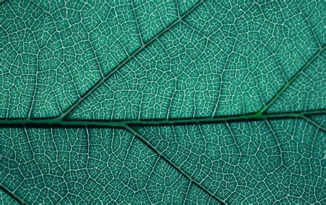 Leaf Texture Closeup wallpapers