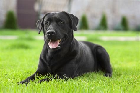 Meet the Multi-Talented Labrador Retriever! – Dogster