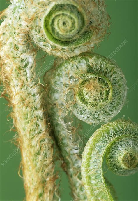 Fern fronds - Stock Image - B450/0232 - Science Photo Library