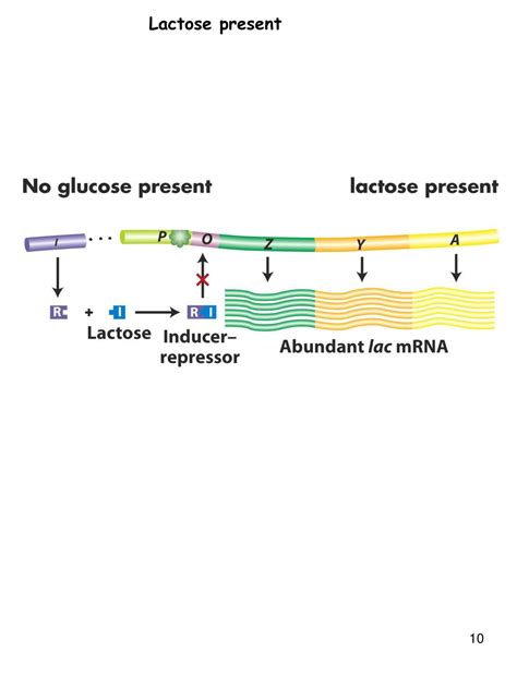 PPT - Lac Operon PowerPoint Presentation, free download - ID:832629