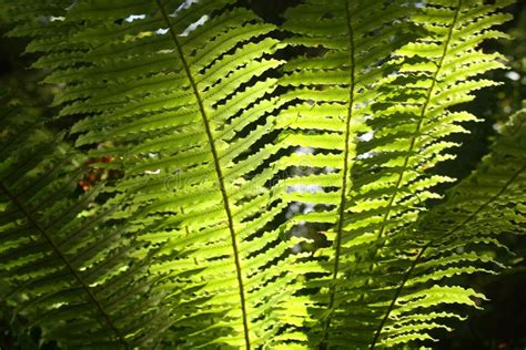 Fern fronds stock image. Image of bracken, growth, spring - 8766743