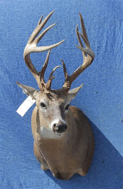 17 Best images about Whitetail mounts. on Pinterest | Horns, Deer hunting and Pedestal