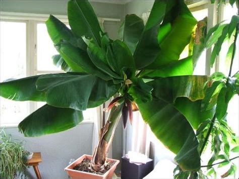 How to Grow Bananas Indoors This Winter! ~ Bees and Roses