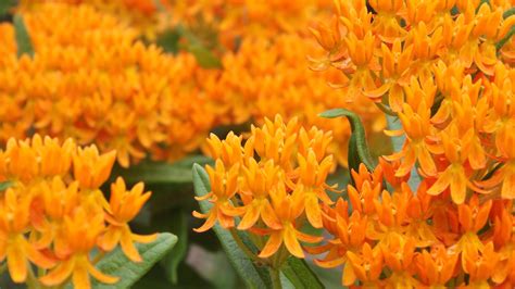 Butterfly Weed is 2017 Perennial Plant of the Year