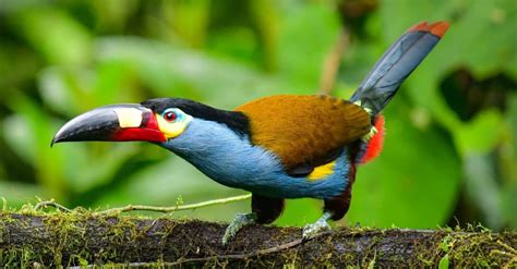 Toucan, Bird, Birds, HD Phone Wallpaper Peakpx, 53% OFF