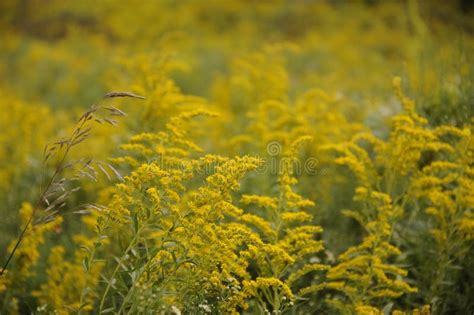 Goldenrod Flowers in Autumn Field Stock Photo - Image of gold, goldenrod: 125960794