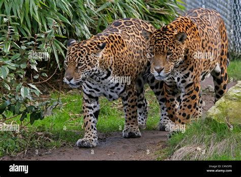 Jaguar at chester zoo hi-res stock photography and images - Alamy