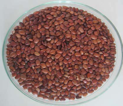 Dolichos biflorus seeds used in the synthesis of silver nanoparticles... | Download Scientific ...