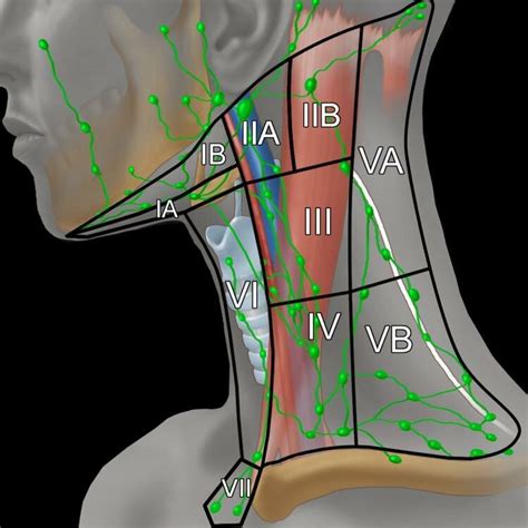 Cervical Lymph Node Levels Neck | Images and Photos finder