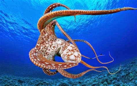 Octopus - HD Wallpapers | Earth Blog | Octopus, Pet birds, Octopus pictures