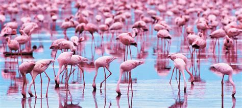 Flamingo Desktop Wallpapers - Top Free Flamingo Desktop Backgrounds - WallpaperAccess