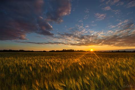 Summer sunset over the field - Aivo Oblikas