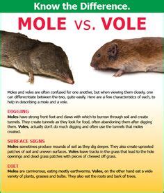 Mice, Moles and Voles - Lawn Care for Southern NH and the Merrimack ValleyLawn Care for Southern ...