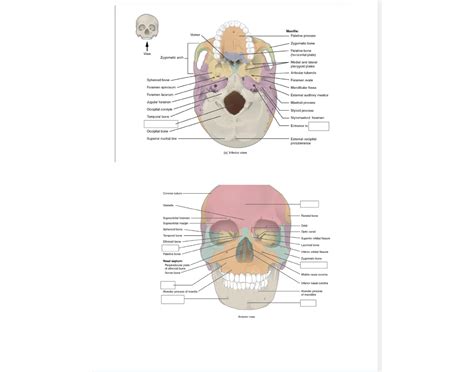 skull quiz 2