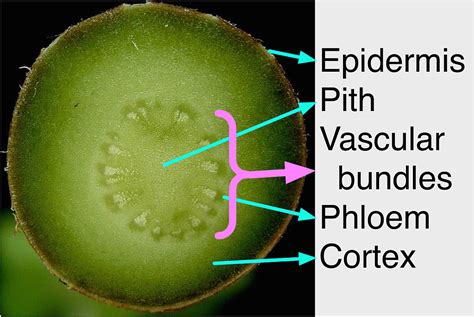 What is the Difference Between Cortex and Epidermis in Plants | Compare the Difference Between ...