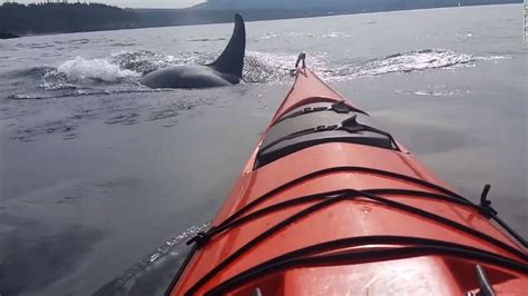 'What are they doing?': Orcas get cozy with kayakers - CNN Video