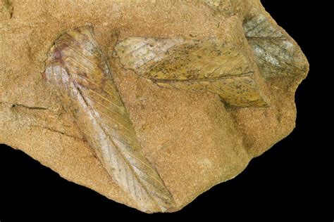 Cretaceous Fossil Leaves (Daphnophyllum?) - Kansas (#143483) For Sale - FossilEra.com