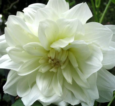 White Dahlia