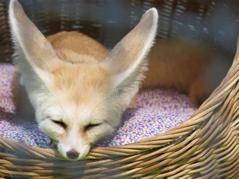 Fennec Fox in the Cage is Sleeping Stock Photo - Image of asian, african: 148435718