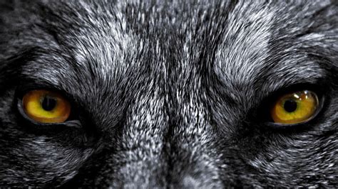 Wolf Eyes Wallpapers - Top Free Wolf Eyes Backgrounds - WallpaperAccess