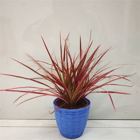 Dracaena 'Marginata Red' - NurseryBuy