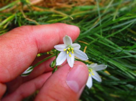 identification - What is this six-petaled white flower with long narrow leaves? - Gardening ...