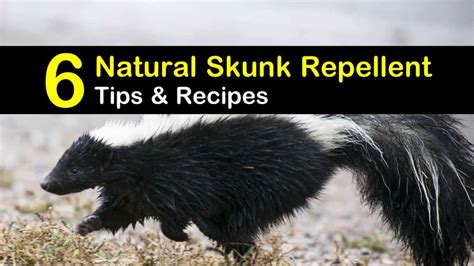 6 Safe & Reliable Skunk Repellent Remedies