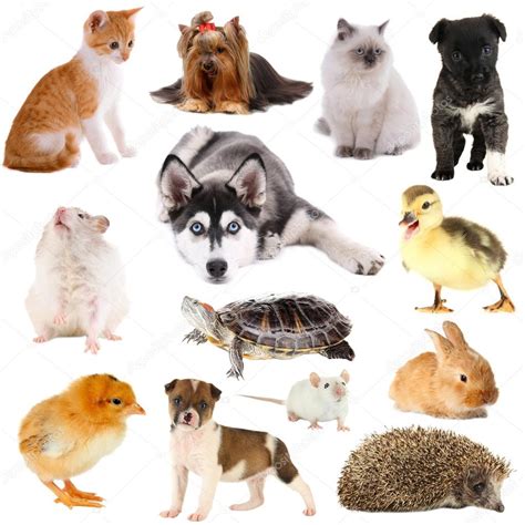 Collage of different pets isolated on white Stock Photo by ©belchonock 43171115