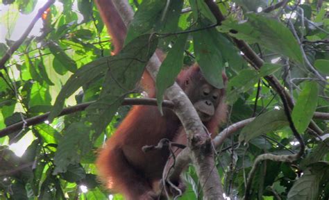 Adopt an Orangutan! - Orangutan Conservancy