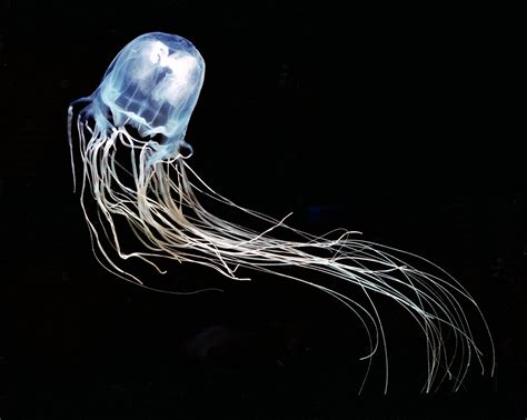 Zinc Found Effective Against Box Jellyfish Venom - The New York Times