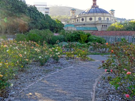 Gardens Cape Town South Africa Kirstenbosch Botanical Gardens - The Art of Images